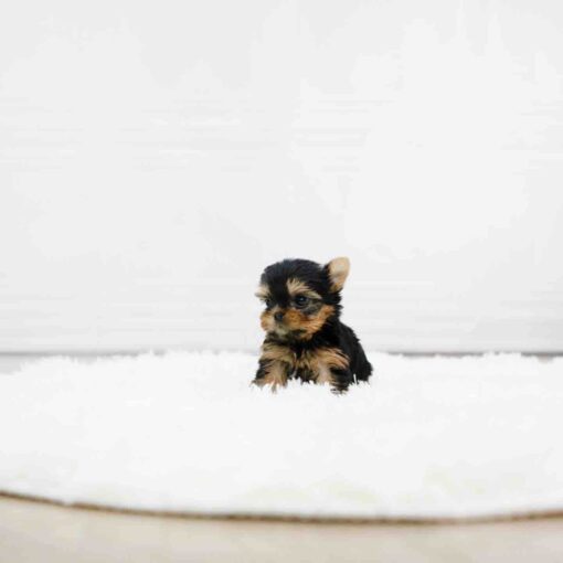 teacup yorkie