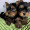 yorkie puppy for sale