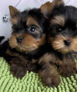 yorkie puppy for sale