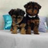 yorkie puppy for sale