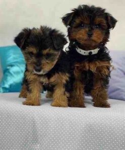 yorkie puppy for sale