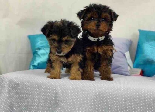 yorkie puppy for sale