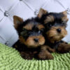 yorkie puppy for sale