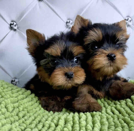 yorkie puppy for sale