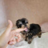 yorkie puppy for sale