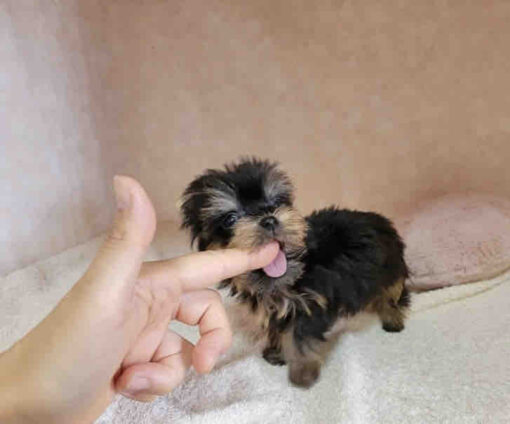 yorkie puppy for sale