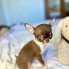 Chihuahua Puppies