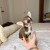 Chihuahua Puppies