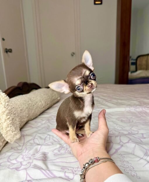 Chihuahua Puppies