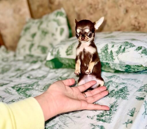 Chihuahua Puppies