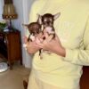 Chihuahua Puppies