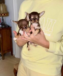 Chihuahua Puppies