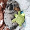 Dachshund Puppy