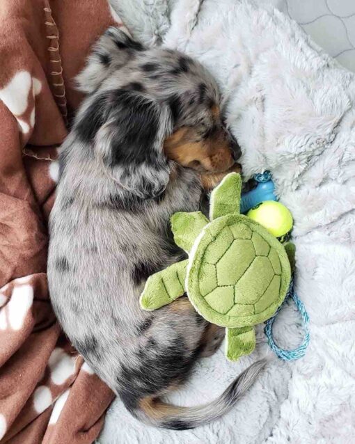 Dachshund Puppy