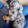 Dachshund Puppy