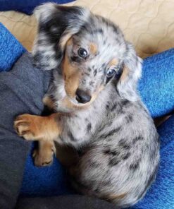 Dachshund Puppy