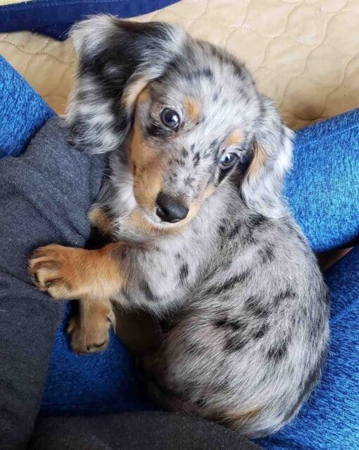 Dachshund Puppy