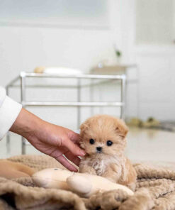 Mini Maltipoo Puppy