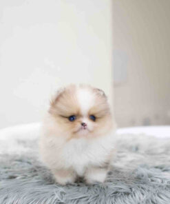 Teacup Pomeranian Puppy