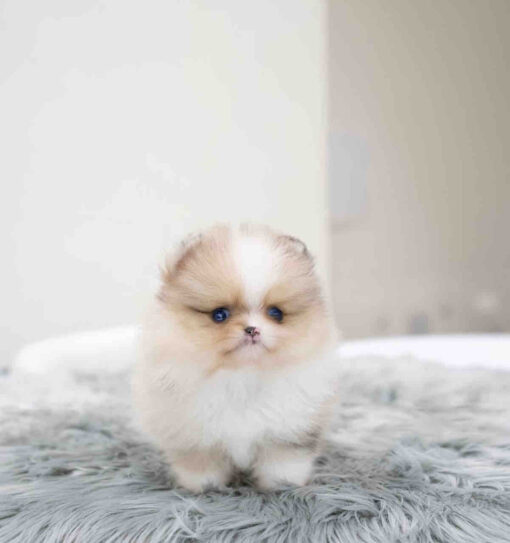 Teacup Pomeranian Puppy