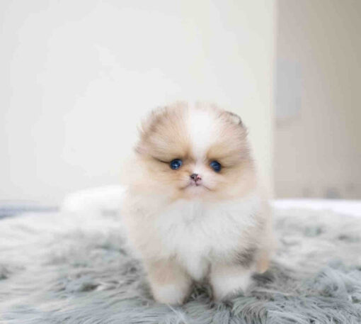 Teacup Pomeranian Puppy