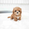 Maltipoo Puppy