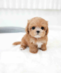 Maltipoo Puppy