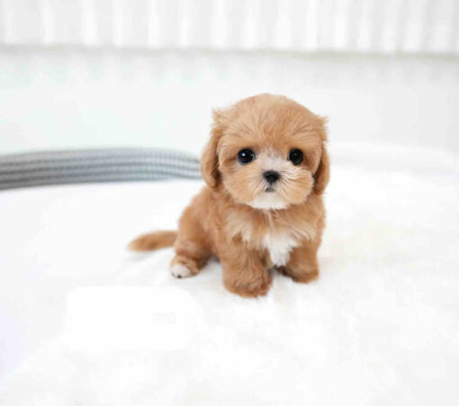 Maltipoo Puppy