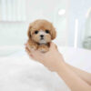 Maltipoo Puppy