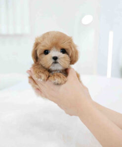 Maltipoo Puppy