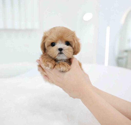 Maltipoo Puppy