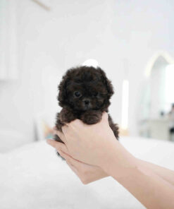 Maltipoo Puppy