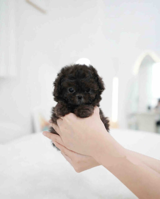 Maltipoo Puppy