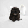 Maltipoo Puppy