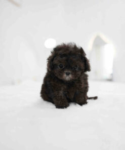 Maltipoo Puppy