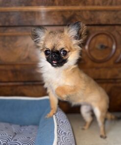 Teacup Chihuahua Puppy