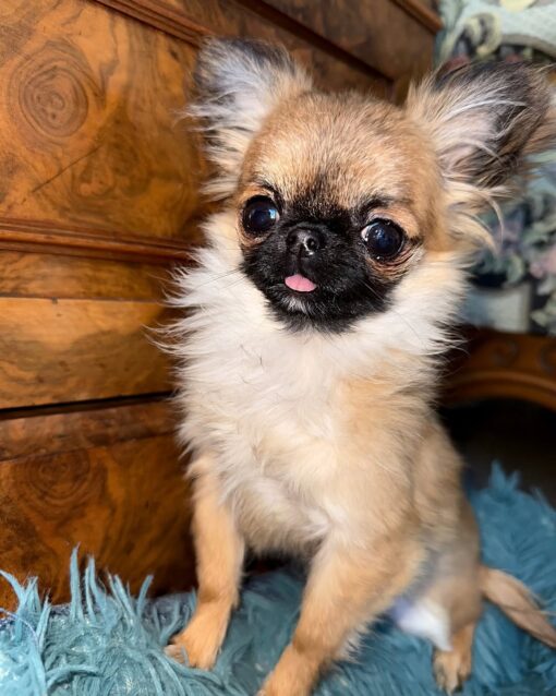 Teacup Chihuahua Puppy