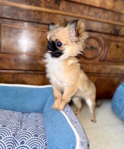 Teacup Chihuahua Puppy