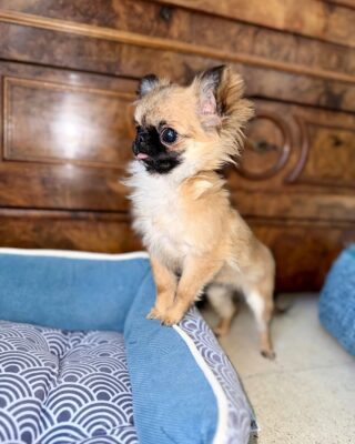 Teacup Chihuahua Puppy